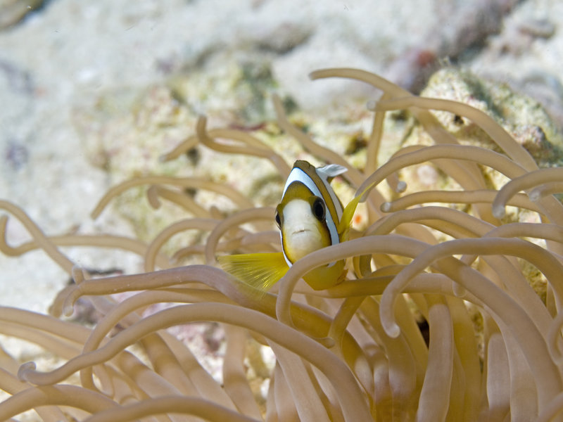 Anemone Fish, Sibuan West